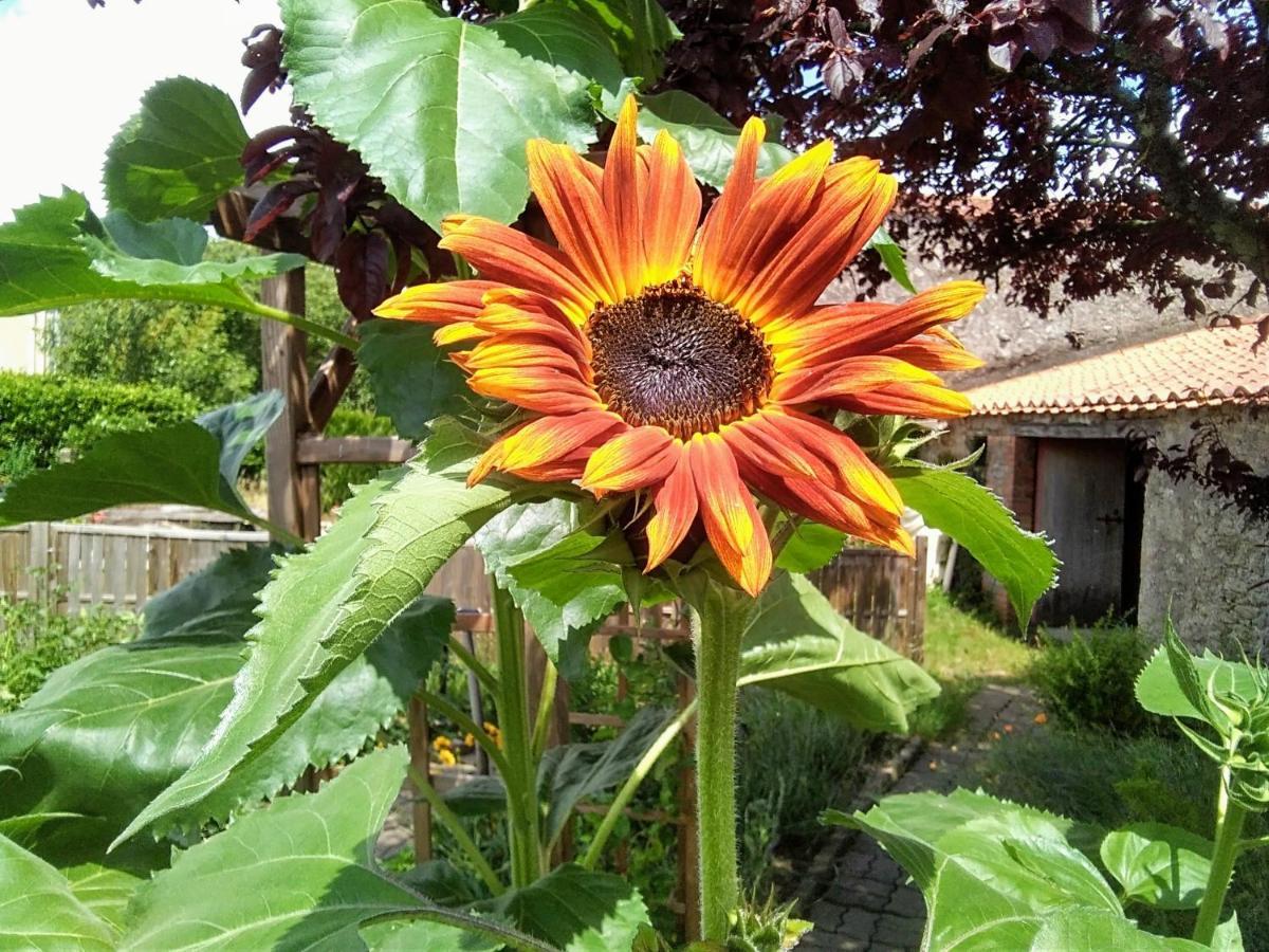 Bed and Breakfast Les Tournesols La Bernardiere Zewnętrze zdjęcie